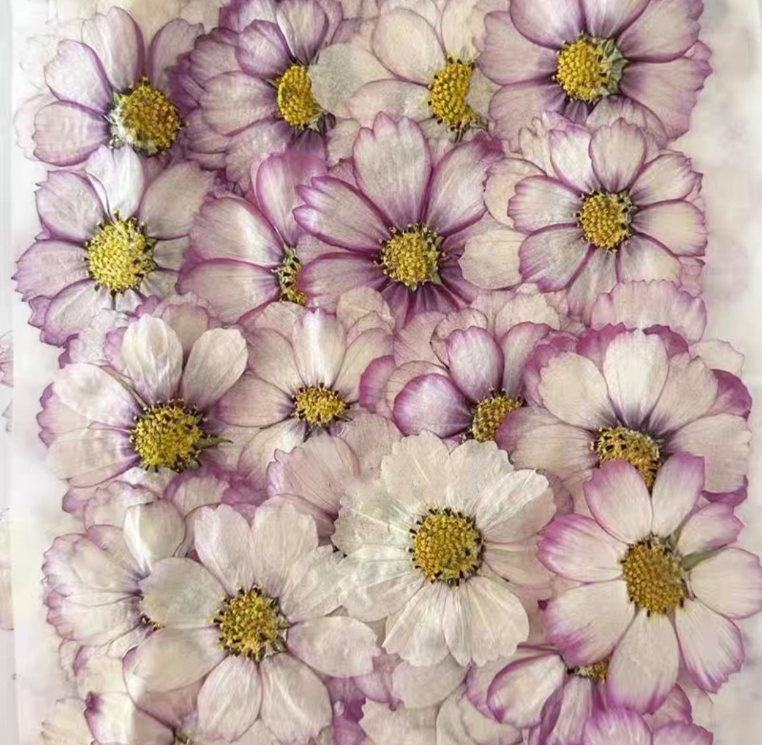 Resin Art Baby - 60 adet Preslenmiş Kurutulmuş Kozmos Çiçeği